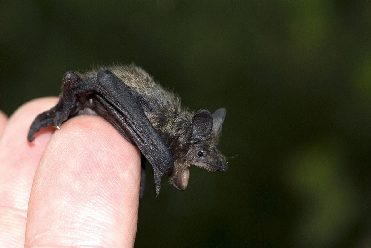 Fledermäuse - nabu-oberhausen