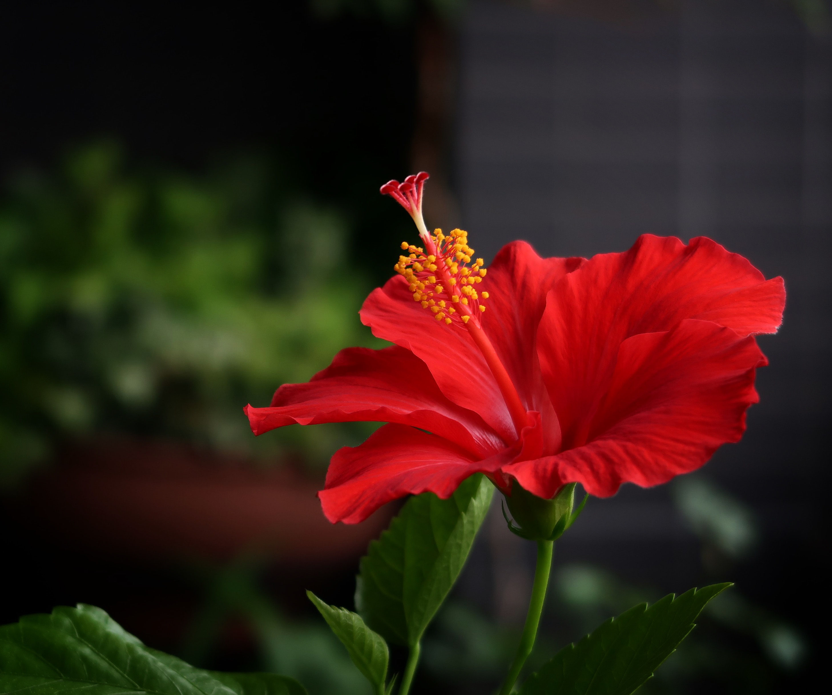 ハイビスカス カケス雑貨店 Zerojapan代理店 今治タオル こだわりの日本製