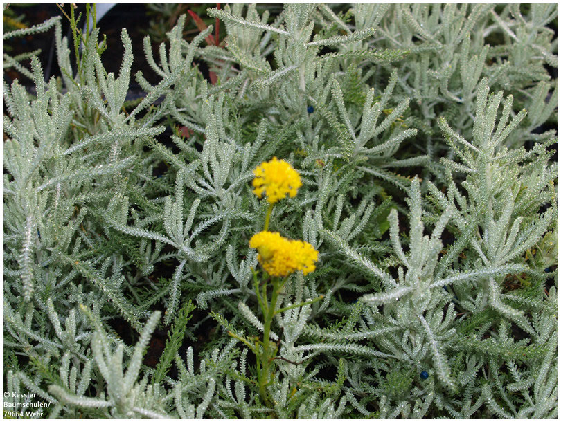 Mediterraner Garten Kessler Baumschule Pflanzen Fur Ihren Garten