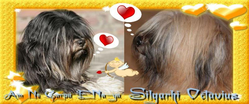 Trachtigkeitskalender Tibet Terrier Von E Ka Ya Na