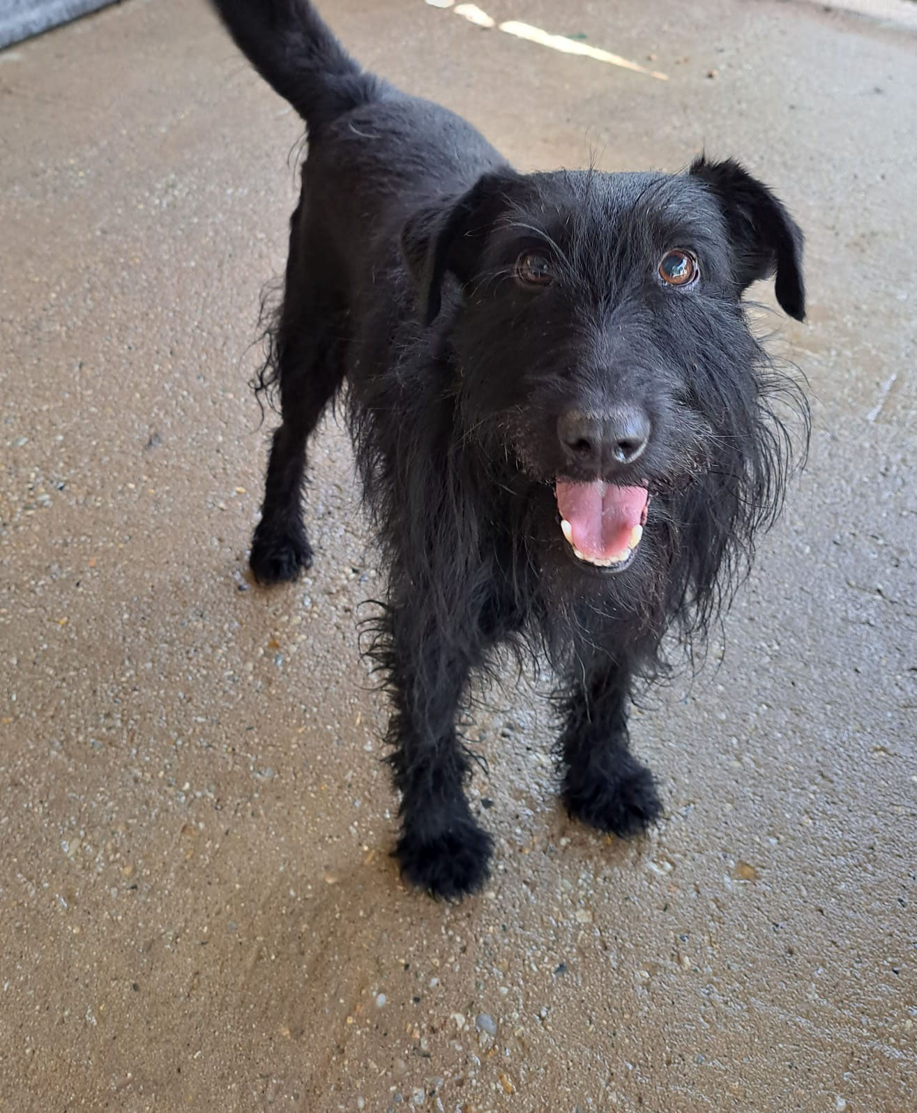 James Lesika Hundehilfe