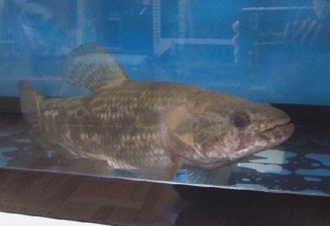 その他 淡水魚 コウタイの部屋