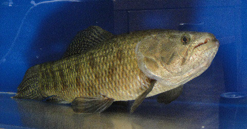 その他 淡水魚 コウタイの部屋