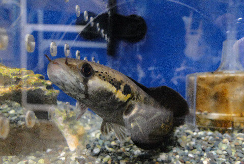 スネークヘッド 40cm 未満の種 コウタイの部屋