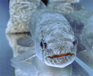 その他 淡水魚 コウタイの部屋