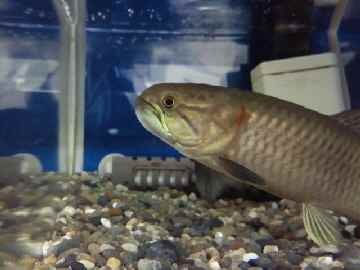 その他 淡水魚 コウタイの部屋