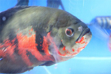 その他 淡水魚 コウタイの部屋