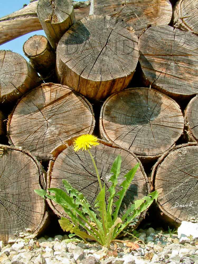 Totholz im Garten Holzstapel Wildbienenschutz im