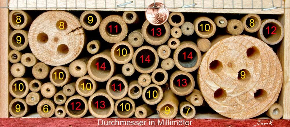 Hohle Pflanzenstngel als Nisthilfe fr Insekten - Wildbienenschutz im  Naturgarten