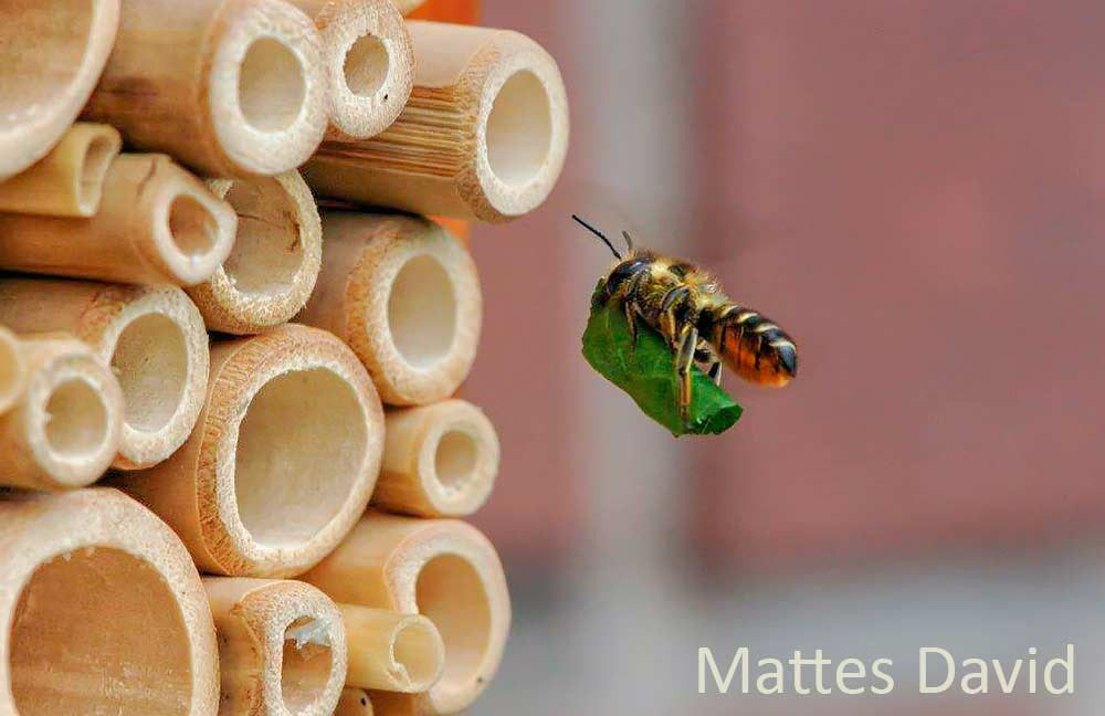 Hohle Pflanzenstängel als Nisthilfe für Insekten Wildbienenschutz im