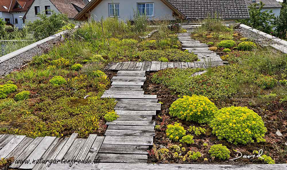 Bedeutung Von Privatgarten Fur Wildbienen Wildbienenschutz Im