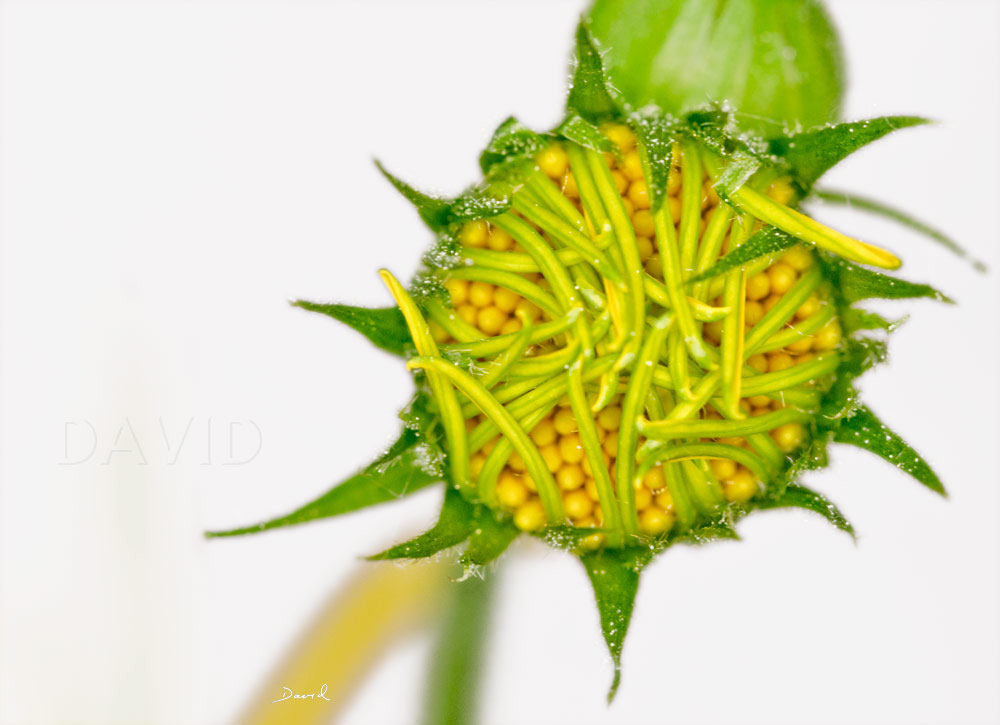 System zur Wandbepflanzung Wildbienenschutz im Naturgarten