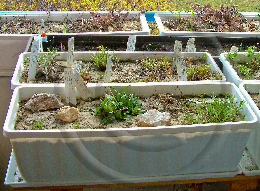 blumenkasten mit wasser Stone Balkonblumenkasten mit Bewsserungssystem 80 cm  Balconyliving.de