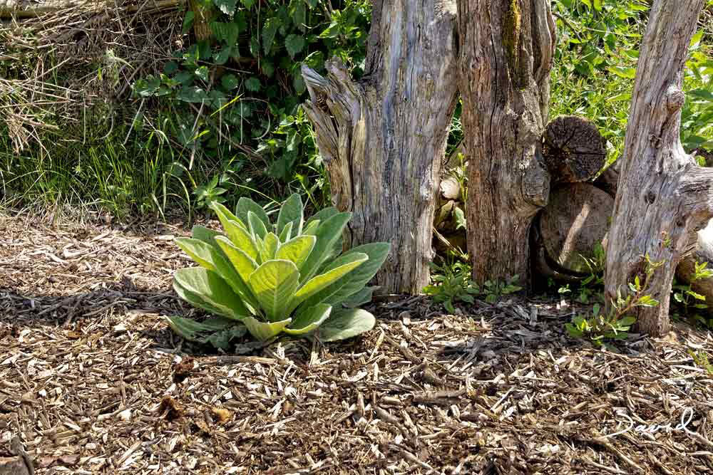 hackschnitzelwege wildbienenschutz im naturgarten