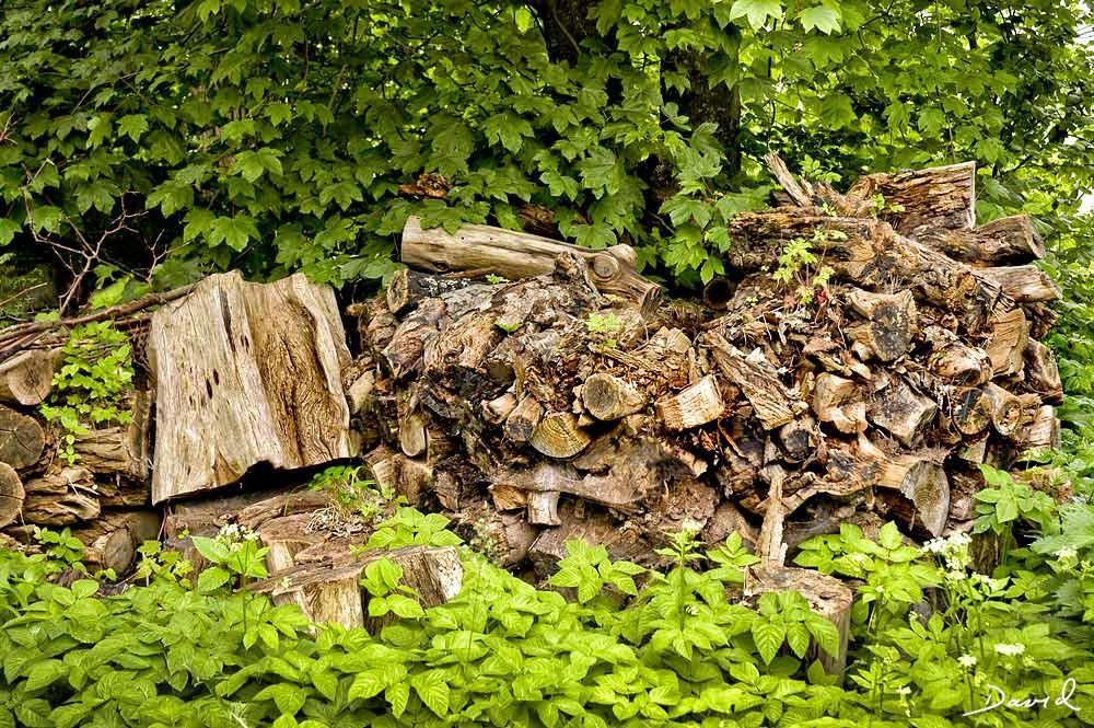 Totholz im Garten Holzstapel Wildbienenschutz im