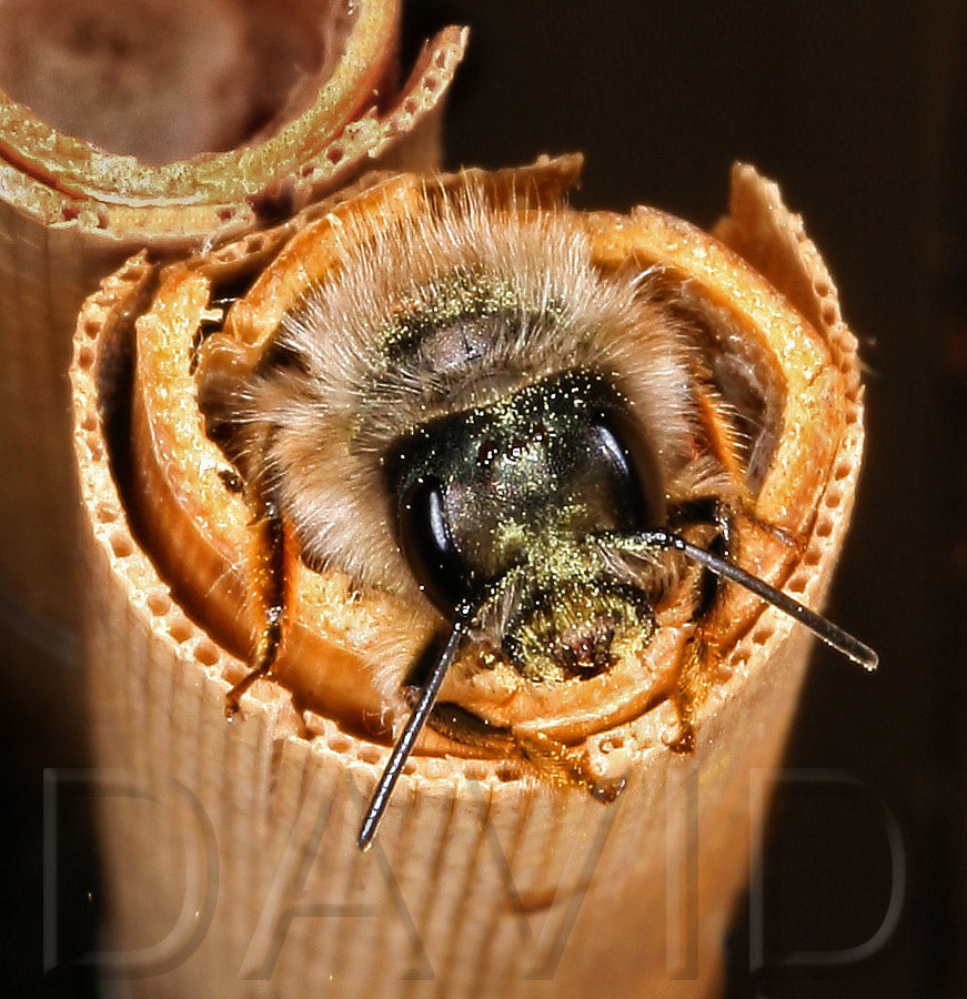 Wildbienen: Anlage und Versorgung der Brutzellen (Teil 1 ...