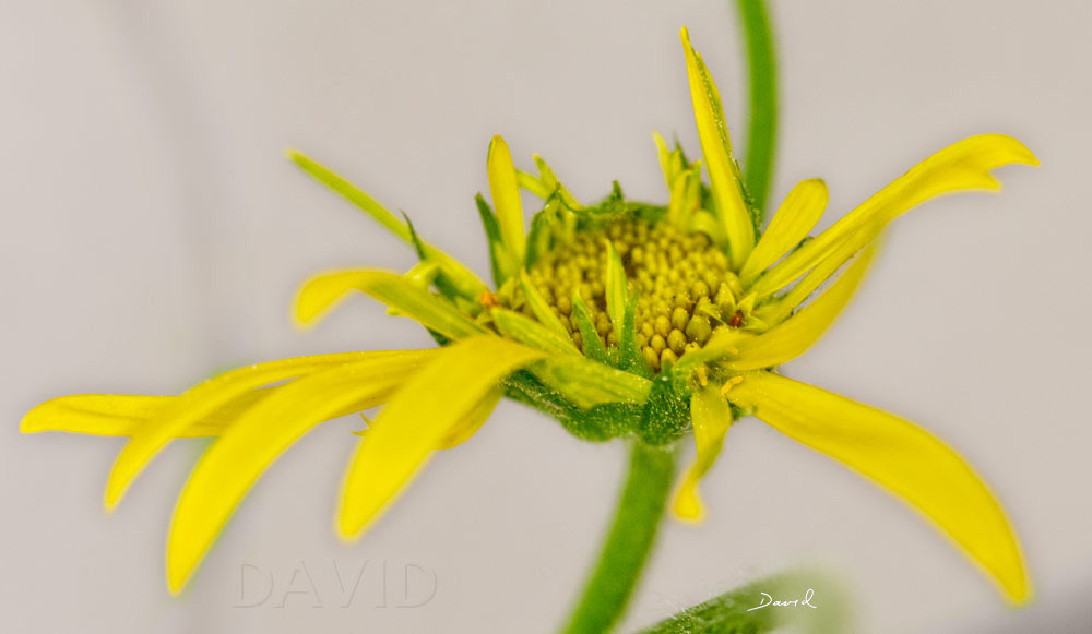 System zur Wandbepflanzung Wildbienenschutz im Naturgarten