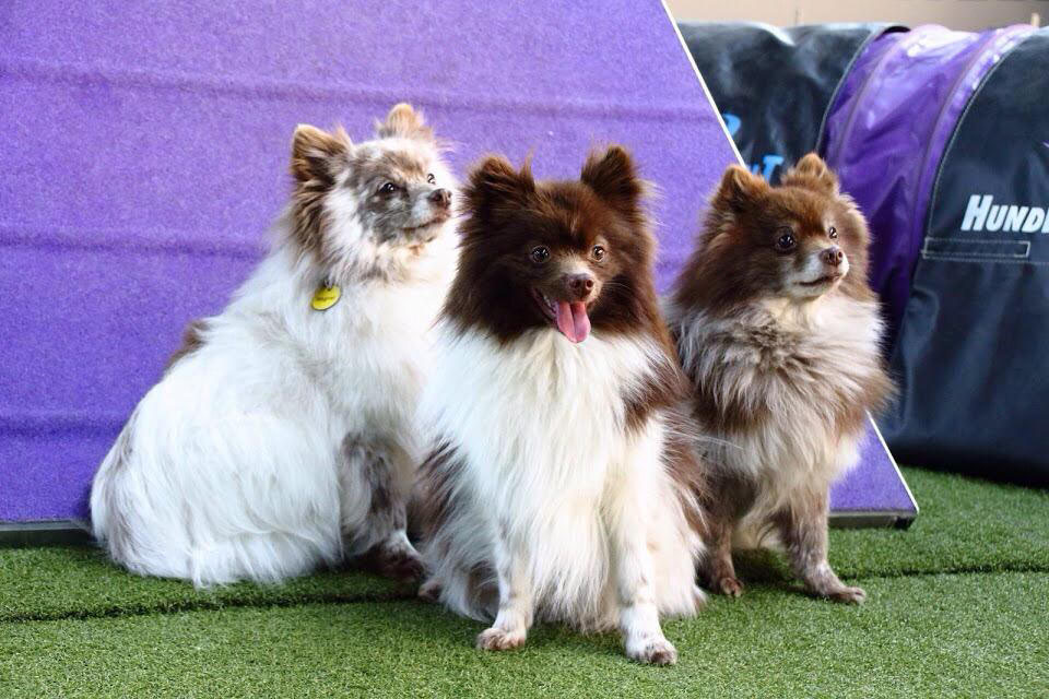 Spitzzucht Von Der Arnolds Eiche Wir Züchten Groß Klein - 