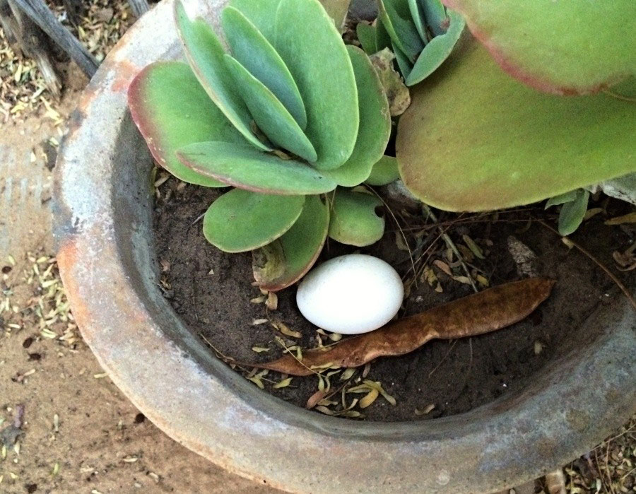 Ei Ei Ei Urs Häusermann engagiert sich im Kavango, Namibia