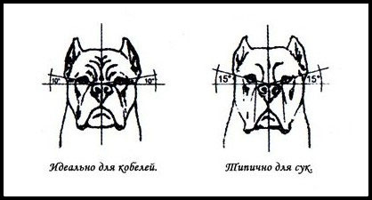 Standart Pitomnik Kalabrias Mafia