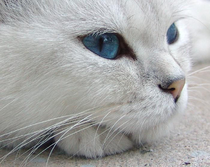 Bkh Rassekatzen Kostenlos Ausstellen Bei Katzenshowcom