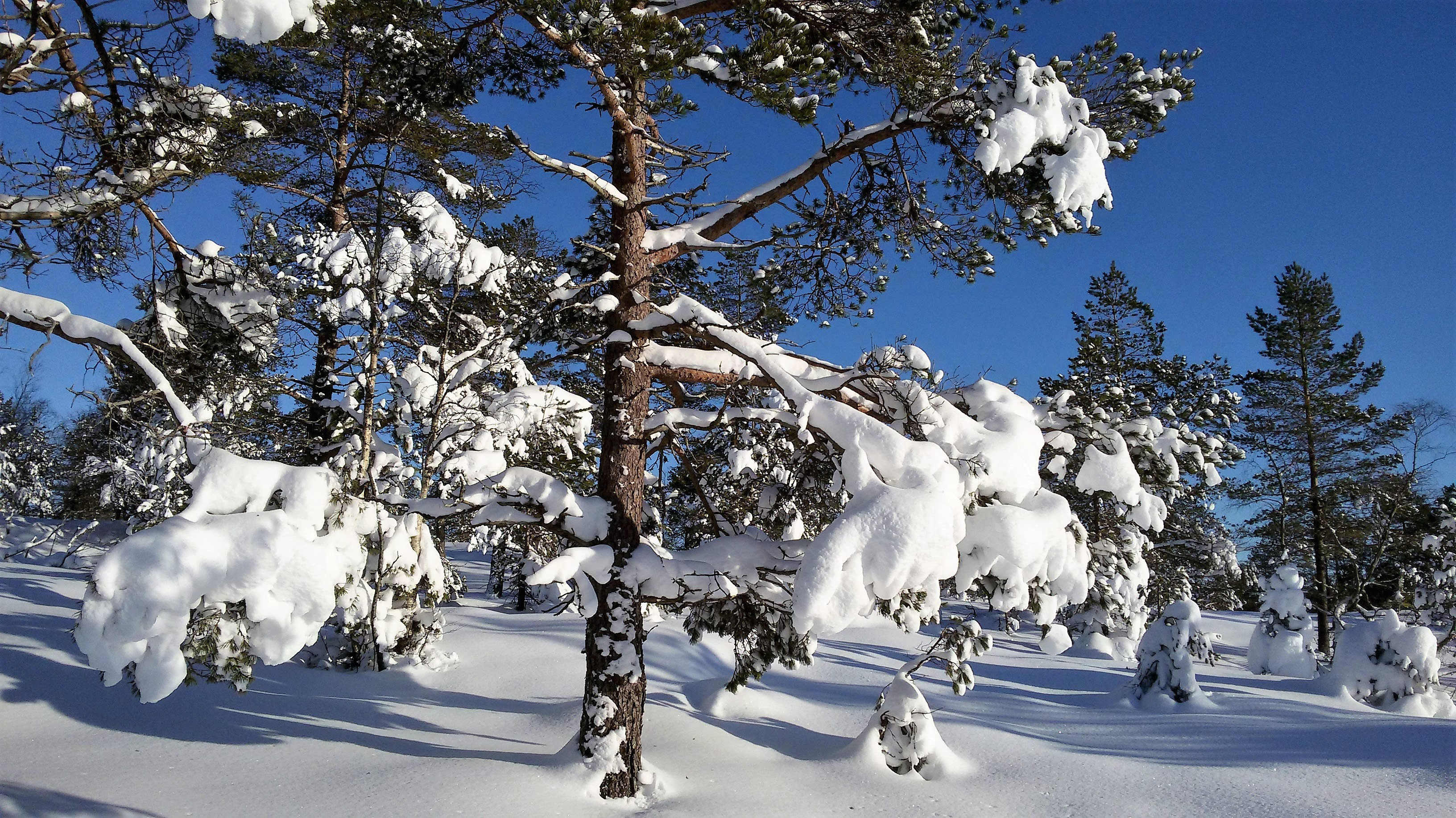 Advents Und Weihnachtswunsche 2016 Aussieverden Espetveit