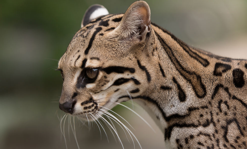 Wildlife Guide El Socorro Centre for Wildlife Conservation Wildlife Guide El Socorro Centre for Wildlife Conservation