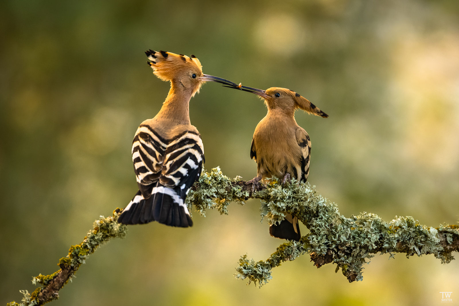 vogelfotografie-auf-mallorca-teil-2-auf-den-wiesen-und-am-waldrand