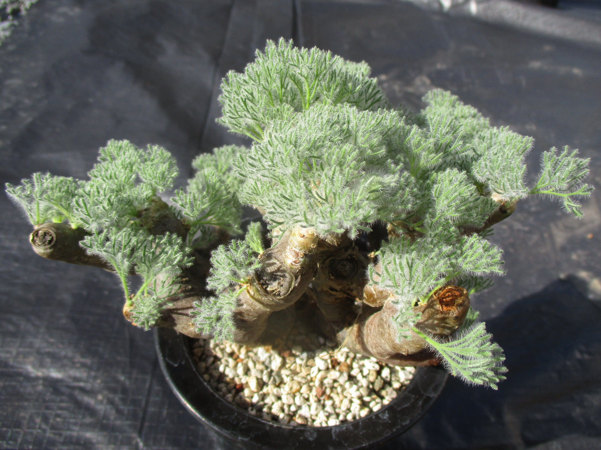 Cordex(塊根植物) - Yubisakino Jyunin レア植物・アガベ