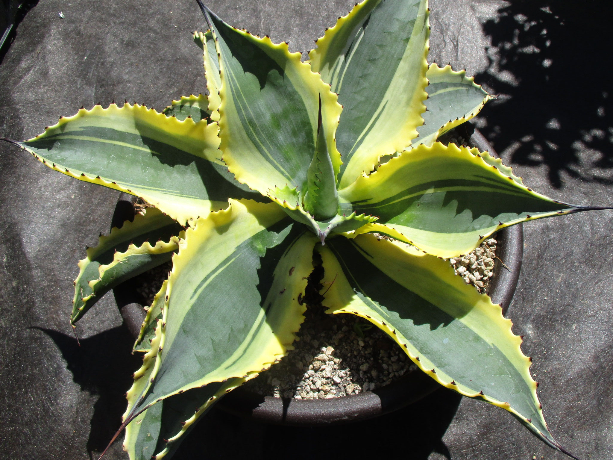 アガベ　レア　ドラゴントゥース　ドラド　中斑 アガベレアドラゴントゥースドラド中斑