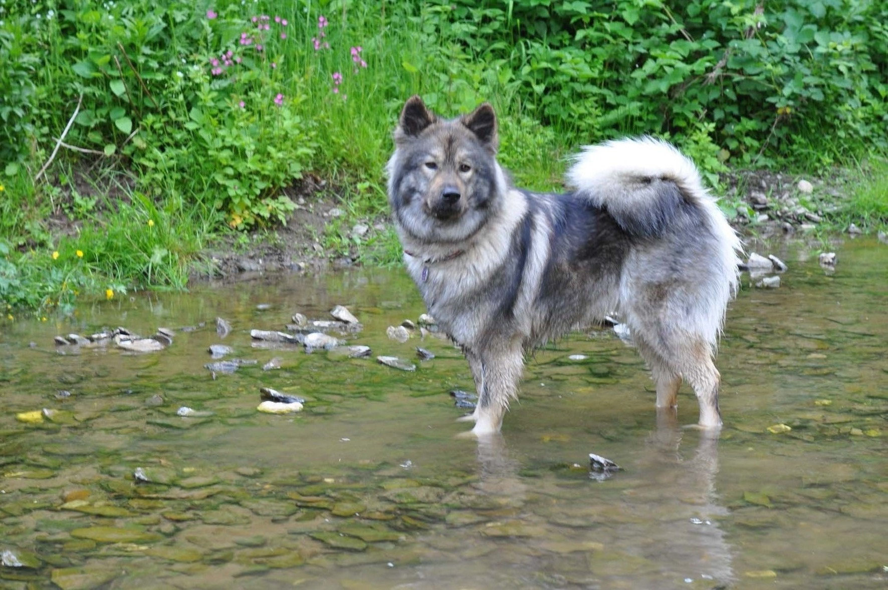 Farbschläge - Interessengemeinschaft für altstämmige Eurasier