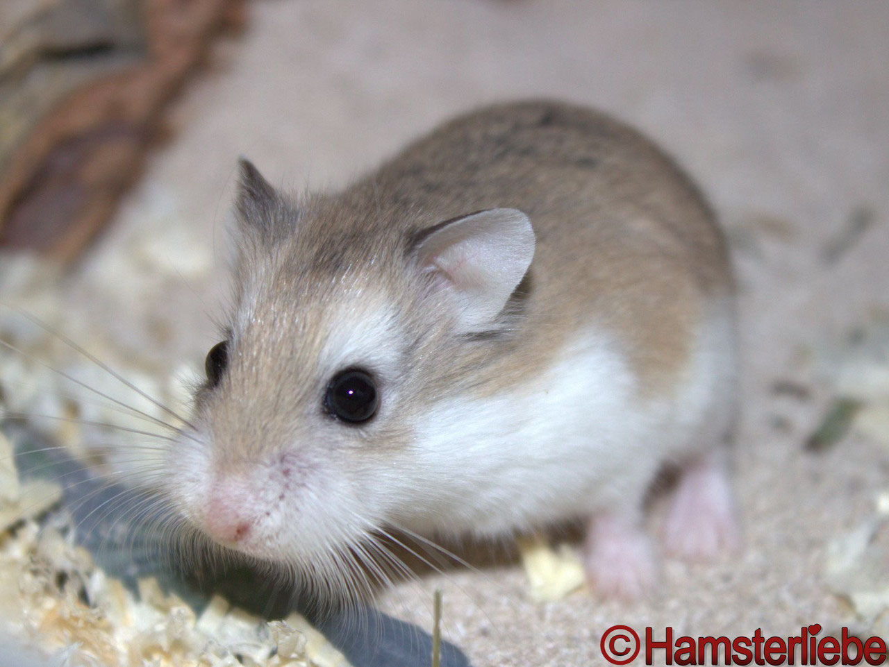 Roborowski Zwerghamster (Phodopus roborovskii) - Image