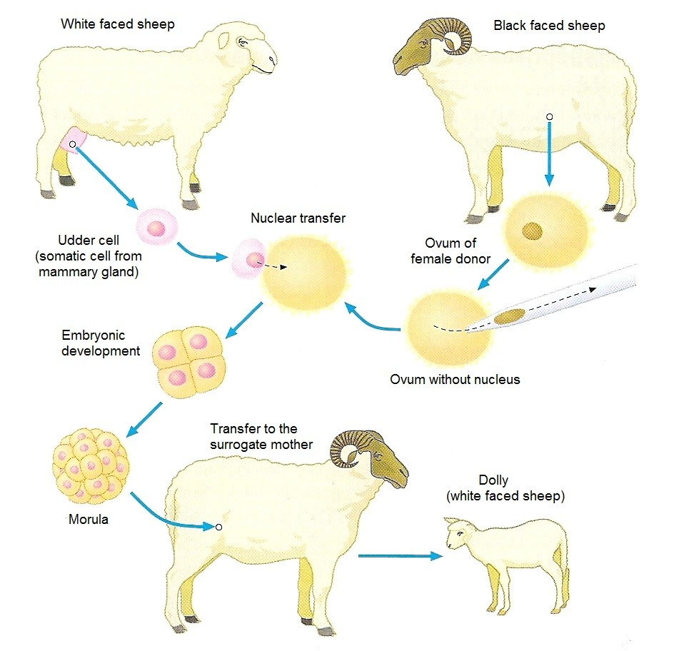 3.3. Cloning Página  De Evaprofecmc 2C2