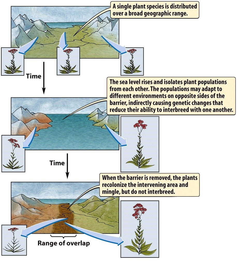 4. Formation of new species Página web de evaprofecmc