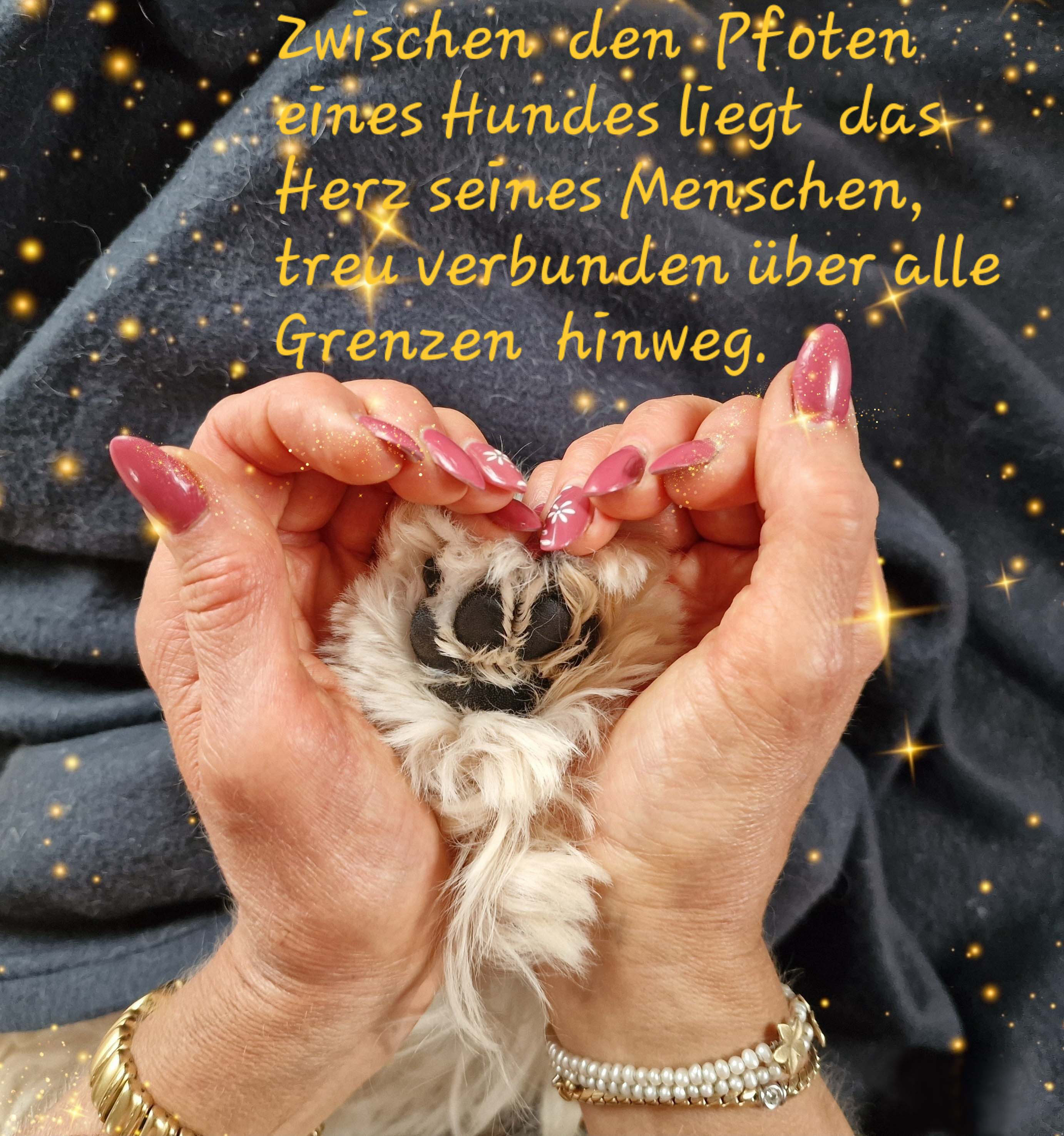 Von De Bek Westies Von De Bek