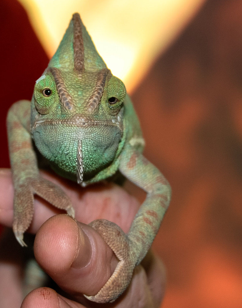 Fish Bowl Pet Store KLKingPhotography