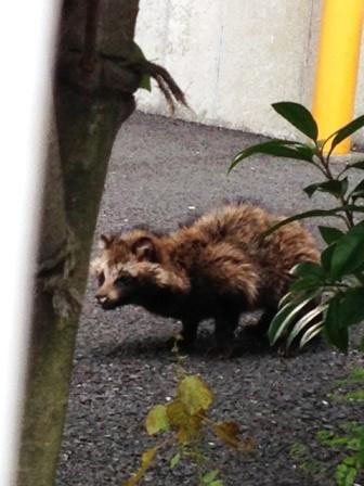 たぬきだ～！！ - 横浜市港北区箕輪町.com