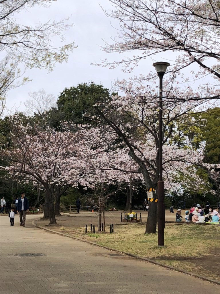 綱島公園の桜と桃 横浜市港北区箕輪町 Com