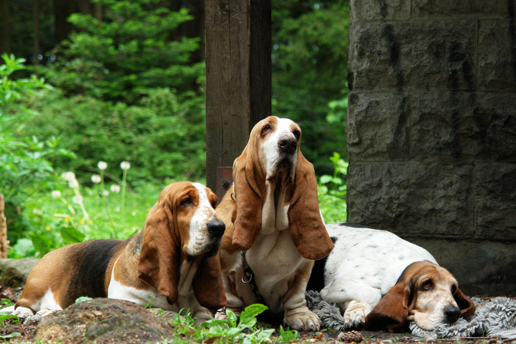 Willkommen Auf Den Seiten Des Basset Hound Club Of Switzerland