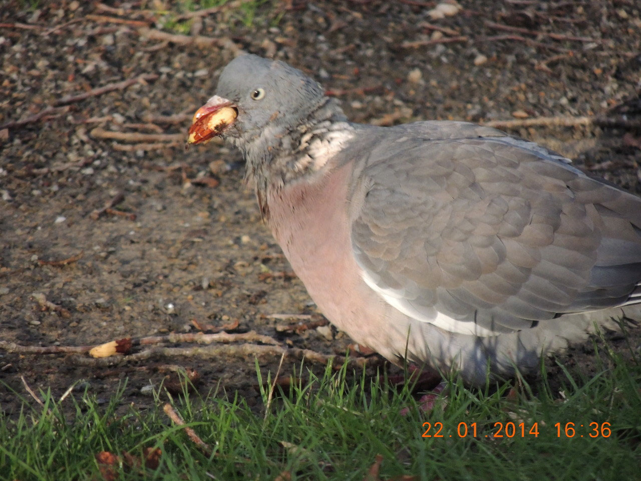 Le pigeon ramier est malade. Nos oiseaux de Guichen PontRéan — free download