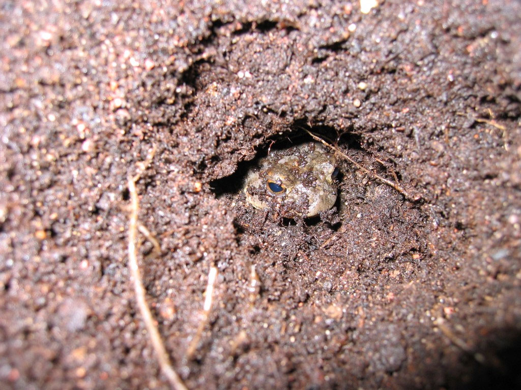 Was macht die Rotbauchunke im Winter? NABU Leipzig