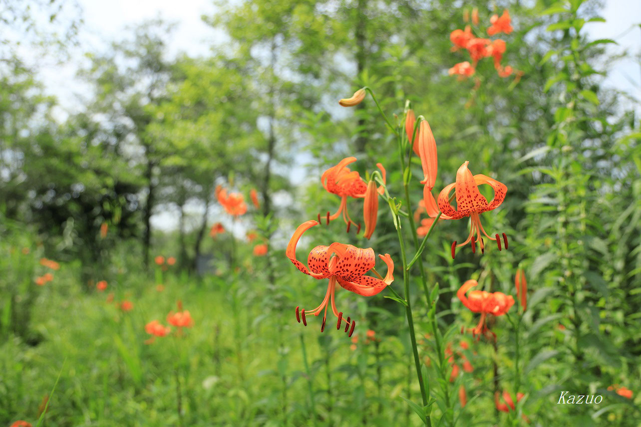 花の写真と撮影ポイント 花の散歩道 四季折々に出会った花たち 花の写真と撮影ポイント 花の散歩道 四季折々に出会った花たち