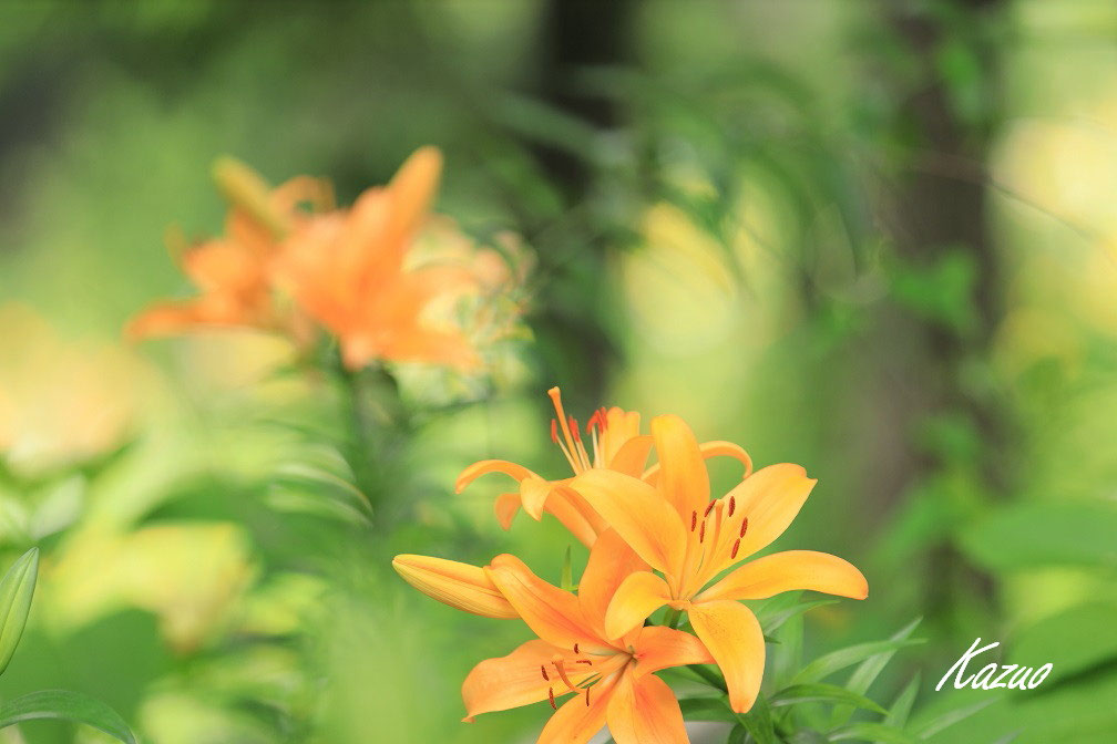 花の写真と撮影ポイント 花の散歩道 四季折々に出会った花たち