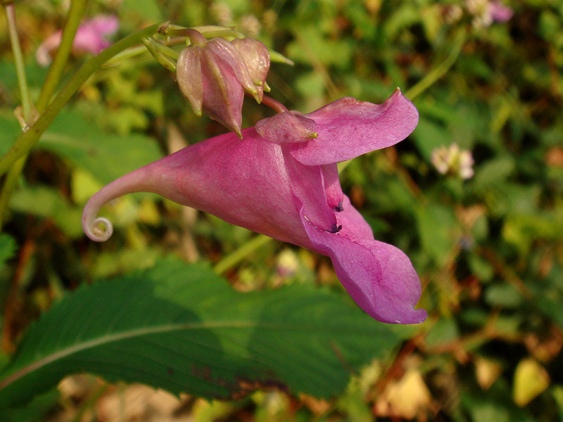 ワタラセツリフネソウ 野山に自然に咲く花のページ ワタラセツリフネソウ 野山に自然に咲く花のページ
