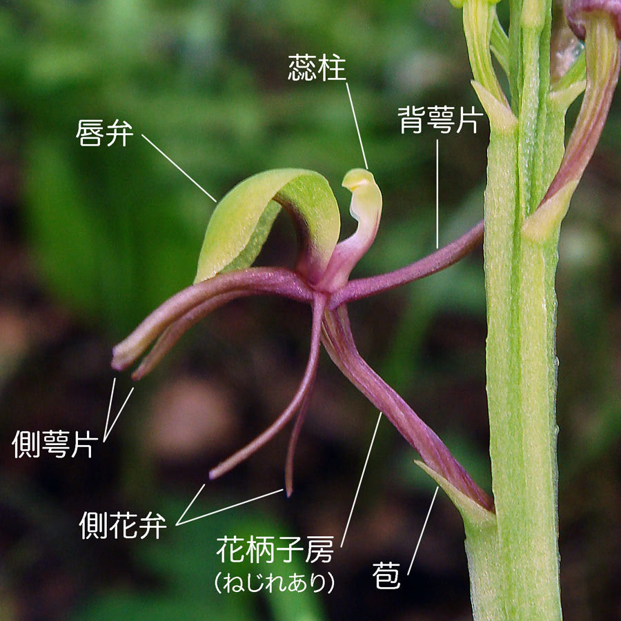シテンクモキリ - 野山に自然に咲く花のページ