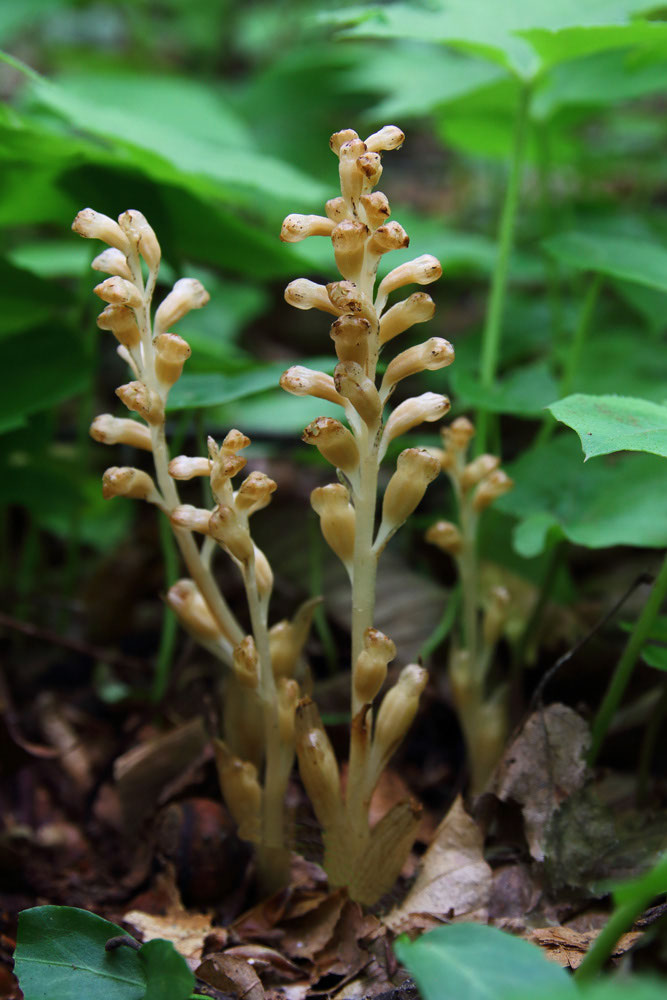 野山に自然に咲く花のページ