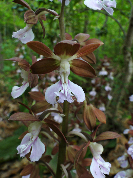 エビネ 野山に自然に咲く花のページ