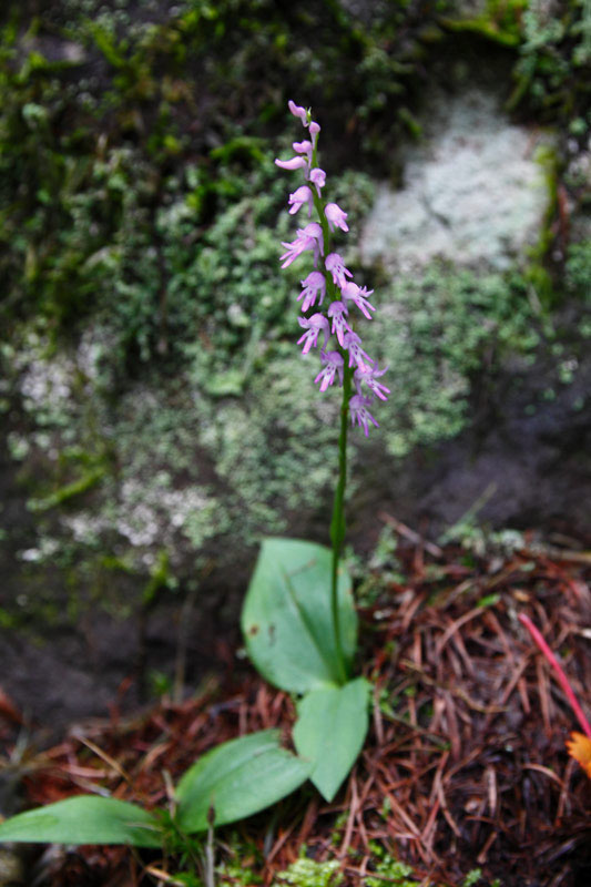 ミヤマモジズリの奥の間 - 野山に自然に咲く花のページ
