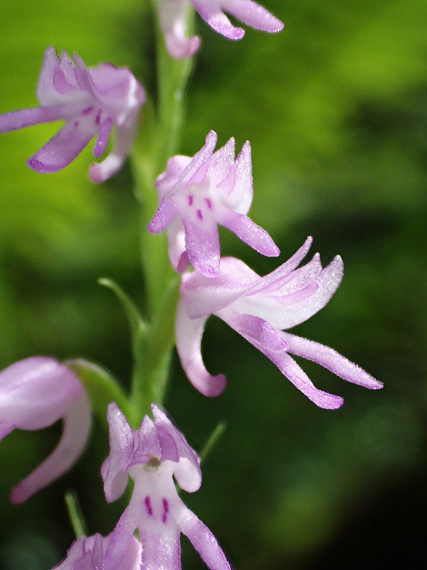 ミヤマモジズリの奥の間 - 野山に自然に咲く花のページ