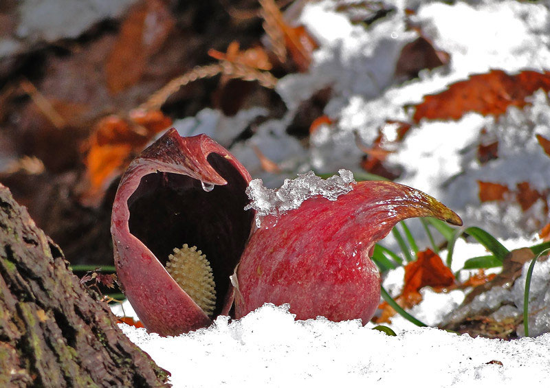はるざぜんそう、さん確認用 ザゼンソウ - 野山に自然に咲く花のページ